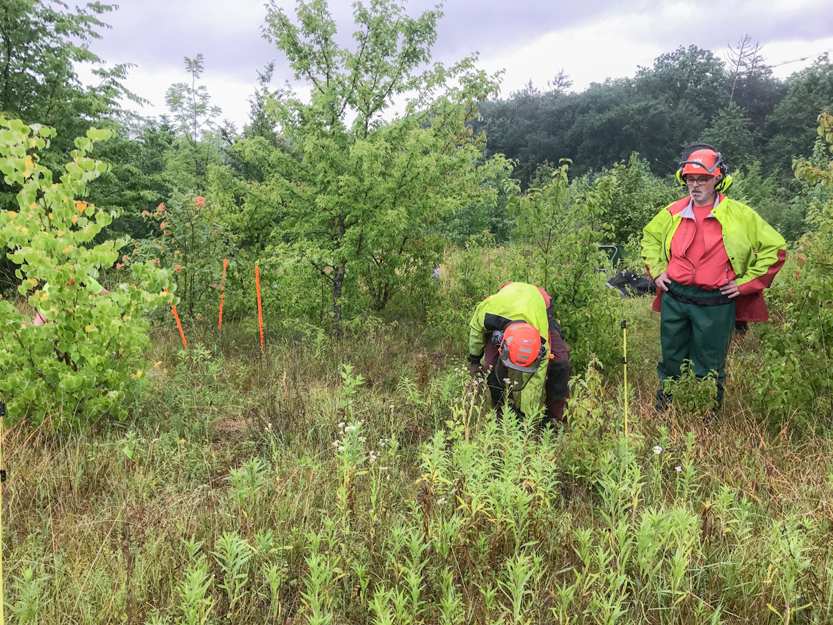 formation des forestiers pour la lutte contre les néophytes invasives