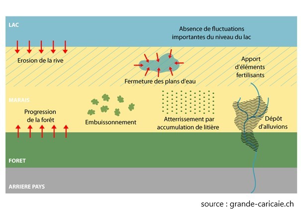 dangers milieux naturels grande caricaie