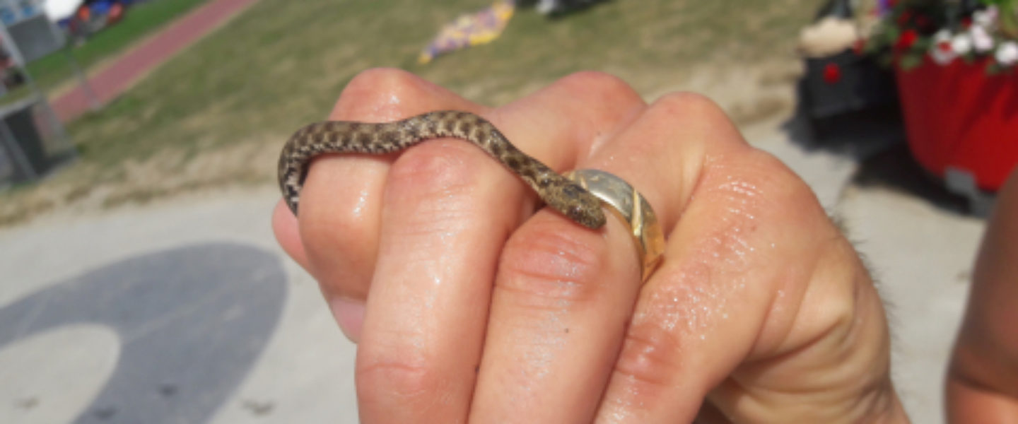 natrix_tessellata_plage_de_biennesite_0