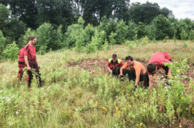 Néophytes formation des forestiers pour la lutte contre les espèces invasives