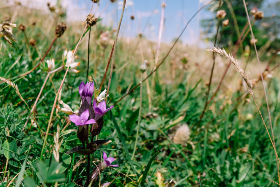 Flore de Montalchez milieux naturel d'importance nationale