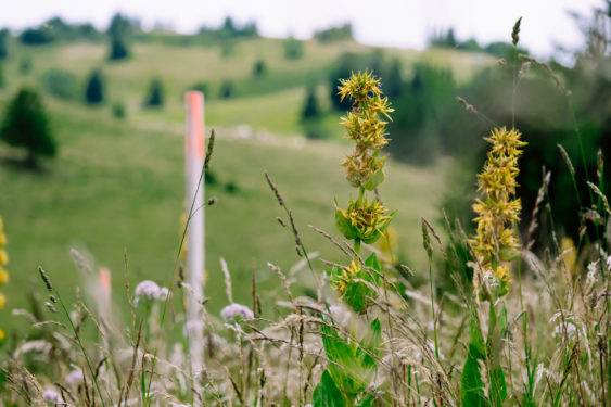 Flore de pâturage sec milieux naturel d'importance nationale