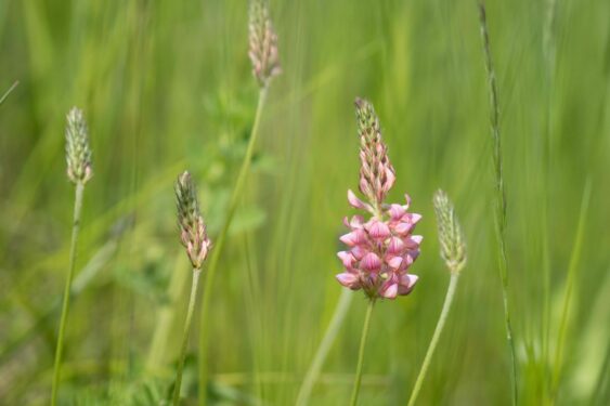 milieux-naturels-bureau-environnement-prona-romandie (8)