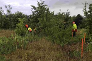 Arrachage de néophytes envahissantes lors d'un atelier de formation sur le terrain