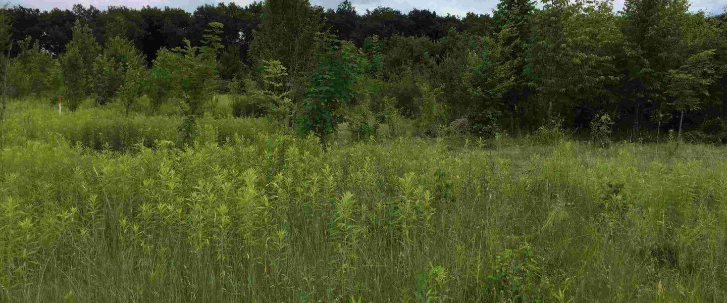 Paysage envahi par des néophytes sur le site de la Réverule proche de la Venoge