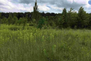 Paysage envahi par des néophytes sur le site de la Réverule proche de la Venoge