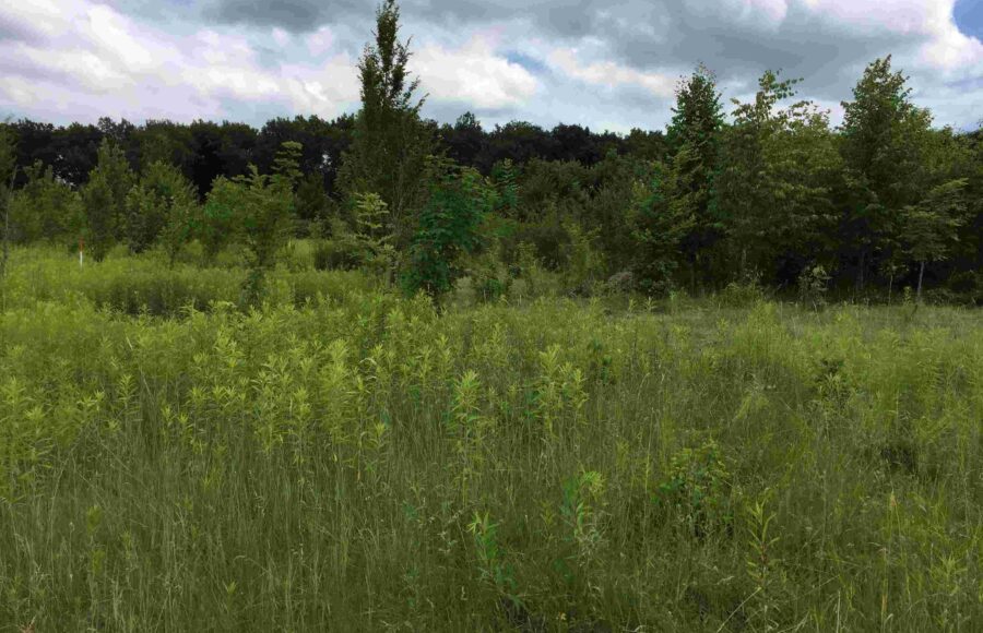 Paysage envahi par des néophytes sur le site de la Réverule proche de la Venoge