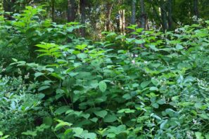 Renouée du Japon en forêt sur le site de la Réverule dans le canton de Vaud