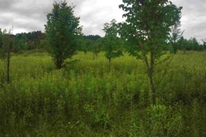 Vue du site de la Réverule colonisé par des néophytes envahissantes